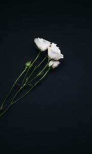 Preview wallpaper roses, bouquet, white, black background