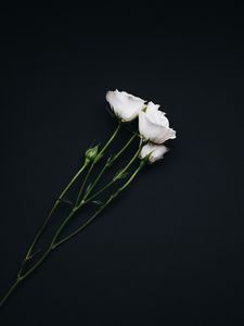 Preview wallpaper roses, bouquet, white, black background