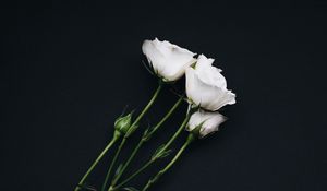 Preview wallpaper roses, bouquet, white, black background