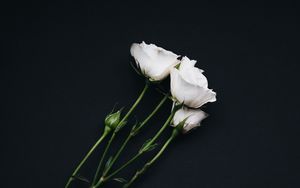 Preview wallpaper roses, bouquet, white, black background