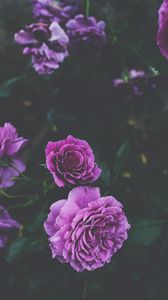 Preview wallpaper roses, buds, bush, purple
