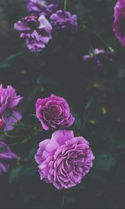 Preview wallpaper roses, buds, bush, purple