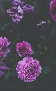 Preview wallpaper roses, buds, bush, purple