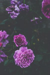 Preview wallpaper roses, buds, bush, purple