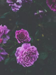 Preview wallpaper roses, buds, bush, purple