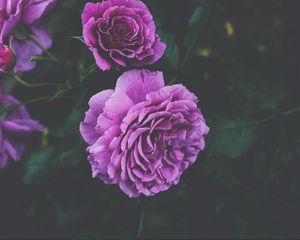 Preview wallpaper roses, buds, bush, purple