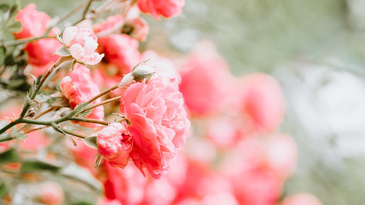 Wallpaper roses, buds, bush, blur, pink
