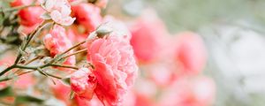 Preview wallpaper roses, buds, bush, blur, pink