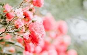Preview wallpaper roses, buds, bush, blur, pink