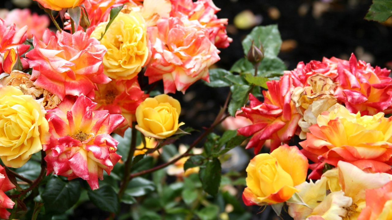 Wallpaper roses, buds, bush, bright, loose