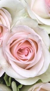 Preview wallpaper roses, buds, close up, tenderness