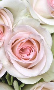 Preview wallpaper roses, buds, close up, tenderness