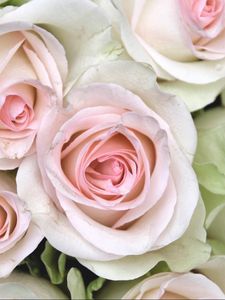 Preview wallpaper roses, buds, close up, tenderness