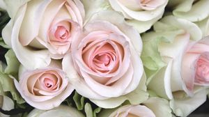 Preview wallpaper roses, buds, close up, tenderness