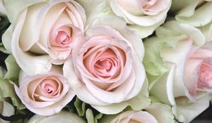 Preview wallpaper roses, buds, close up, tenderness