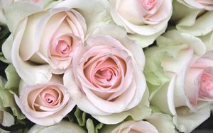 Preview wallpaper roses, buds, close up, tenderness