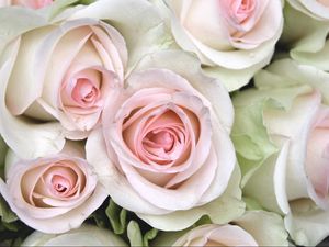 Preview wallpaper roses, buds, close up, tenderness