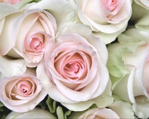 Preview wallpaper roses, buds, close up, tenderness