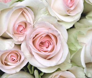 Preview wallpaper roses, buds, close up, tenderness