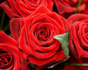 Preview wallpaper roses, buds, close-up, red