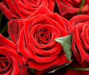 Preview wallpaper roses, buds, close-up, red