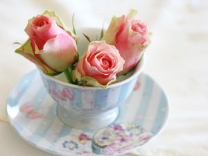 Preview wallpaper roses, buds, cup, saucer