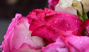 Preview wallpaper roses, buds, drops, flowers, macro