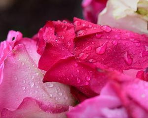 Preview wallpaper roses, buds, drops, flowers, macro