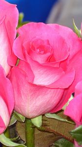 Preview wallpaper roses, buds, flower, pink, close-up