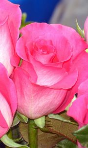 Preview wallpaper roses, buds, flower, pink, close-up