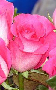 Preview wallpaper roses, buds, flower, pink, close-up