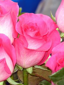 Preview wallpaper roses, buds, flower, pink, close-up