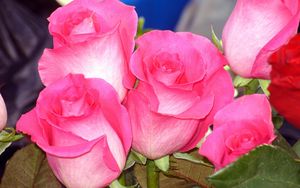 Preview wallpaper roses, buds, flower, pink, close-up