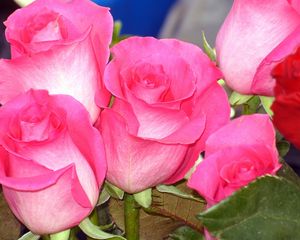 Preview wallpaper roses, buds, flower, pink, close-up