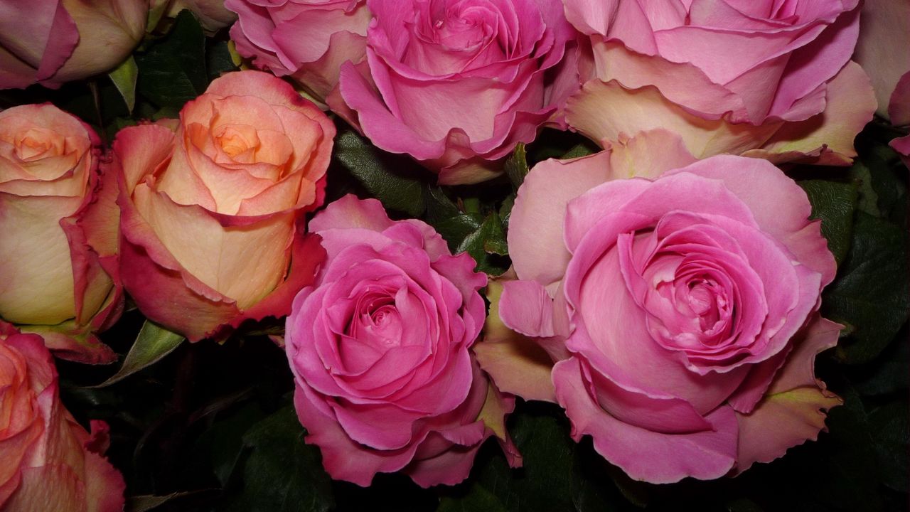 Wallpaper roses, buds, flower, tenderness