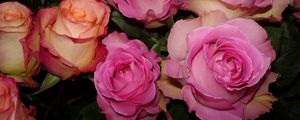 Preview wallpaper roses, buds, flower, tenderness