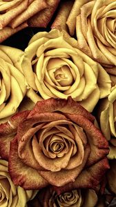 Preview wallpaper roses, buds, flowers, petals
