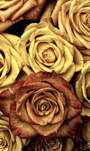 Preview wallpaper roses, buds, flowers, petals
