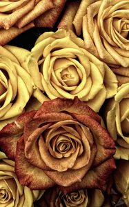 Preview wallpaper roses, buds, flowers, petals