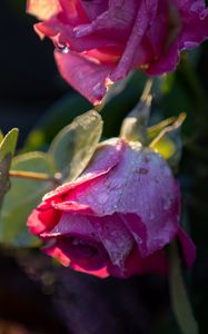 Preview wallpaper roses, buds, flowers, drops