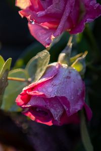 Preview wallpaper roses, buds, flowers, drops