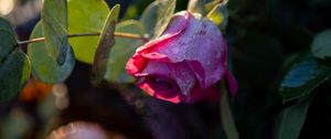 Preview wallpaper roses, buds, flowers, drops