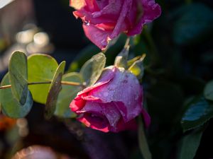 Preview wallpaper roses, buds, flowers, drops