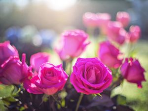 Preview wallpaper roses, buds, light, pink