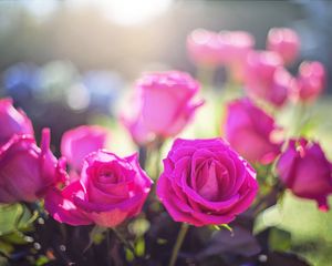 Preview wallpaper roses, buds, light, pink