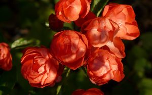 Preview wallpaper roses, buds, petals