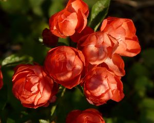 Preview wallpaper roses, buds, petals