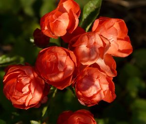 Preview wallpaper roses, buds, petals