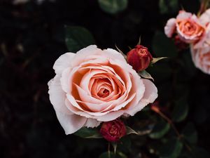 Preview wallpaper roses, buds, petals, flowers