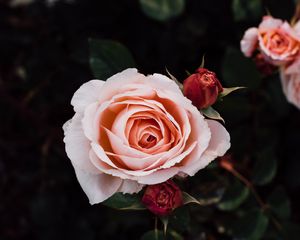 Preview wallpaper roses, buds, petals, flowers